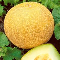 АЙКИДА F1 дыня Саката