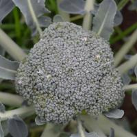 ПАРТЕНОН F1 брокколи Саката