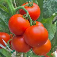 РЕВОЛЮШН F1 томат Гриномика