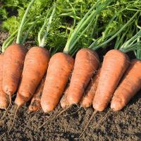 КУПАР F1 морковь Бейо (2.4-2.6)