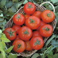 ТОПСПОРТ F1 томат Бейо