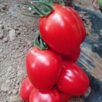 ПИНК ПИОНЕР F1 томат Саката