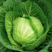 РАМЕНОС F1 капуста белокочанная Хазера