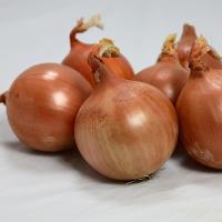 ОКТАНТ F1 лук Гавриш