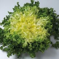 МИРНА F1 эндивий Энза Заден