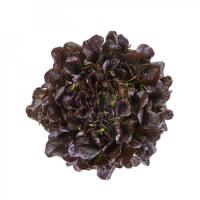 КСЕМ F1 салат Райк Цваан, 5 тыс.драже