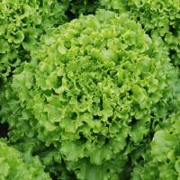 КАЙПИРА F1 салат листовой Энза Заден