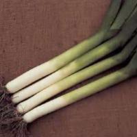 ПАНЧО F1 лук порей Хазера