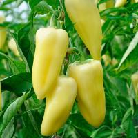 СНОУВАЙТ F1 перец Райк Цваан, PR, 500 шт