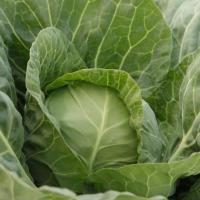 ДЖЕТОДОР F1 капуста белокочанная Сингента