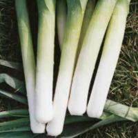 ПОРБЕЛЛА F1 лук порей Хазера