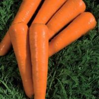 СИЛВАНО F1 морковь Вильморин (фр.2, 0-2, 2 мм) 500 т шт