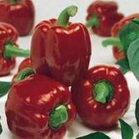 АРИСТОТЕЛЬ F1 перец Семинис