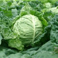 САЛИМА F1 капуста савойская Райк Цваан, NS, 1000 шт