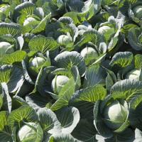 ОРИЕМА F1 капуста белокочанная Райк Цваан, GD, 2500 шт