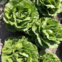 РАВИВ F1 салат айсберг Хазера (5 000 др)