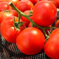 ФАНТАСТИНА F1 томат Сингента