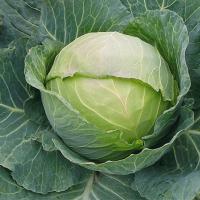 ФРЕСКО F1 капуста белокочанная Бейо