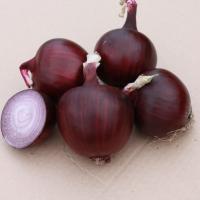 АНТАРЕС F1 лук Гавриш