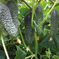 СИГУРД F1 огурец Энза Заден