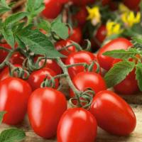 КОНСЕРВАТТО F1 томат Гавриш