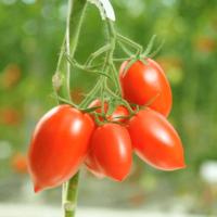 АРМАТА F1 томат Гавриш