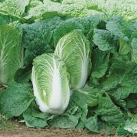 СПРИНКИН F1 капуста пекинская Сингента