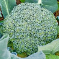 ТОНИКА F1 брокколи Гриномика