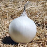 АЙСПЁРЛ F1 лук Бейо