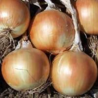 СТАРТЕР F1 лук репчатый Хазера