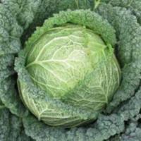 СЕРПАНТИН F1 капуста савойская Хазера