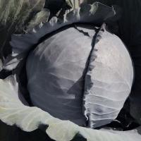 КЛИМАРО F1 капуста краснокочанная Бейо