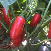 ФОРАХИДО F1 перец Энза Заден