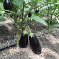 БЕНЕЦИЯ F1 баклажан Энза Заден