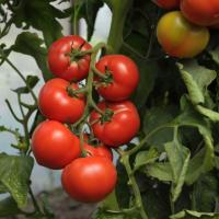 ПАНТЕРА F1 томат Гавриш