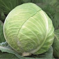 ДЕВОТОР F1 капуста белокочанная Сингента