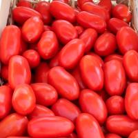 УЛИССЕ F1 томат Сингента