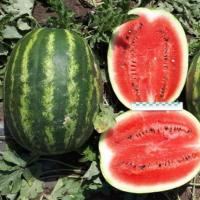 ОСМАН F1 арбуз Саката