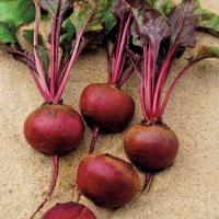 КАМАРО F1 свекла Вильморин (фр.3.0-3.5 мм)