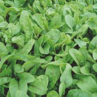 РУБИНОА F1 мангольд Энза Заден