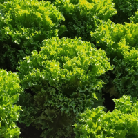 ФРИЛЛИС F1 салат Семинис, 10 г