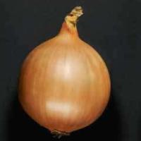 ДОРМО F1 лук репчатый Хазера