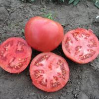 ТАРПАН F1 томат Нюнемс