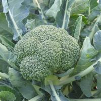 ФИЕСТА F1 брокколи Бейо