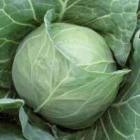 МАГНУС F1 капуста белокочанная Хазера