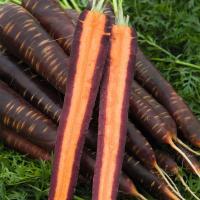 ПЁРПЛ ХЕЙЗ F1 морковь Бейо (2.0-2.2)