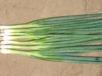 БАНЧИНГ СТАР F1 лук на зелень Энза Заден