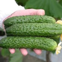 РАИС F1 огурец Гавриш