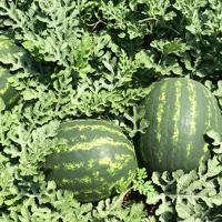 МАРИСТО F1 арбуз Энза Заден