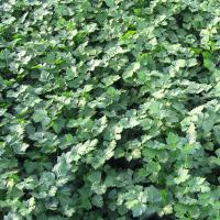 ТИТАН F1 петрушка Бейо